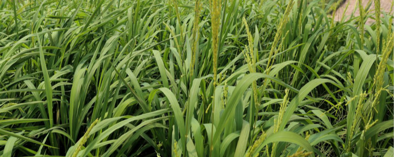 旱稻种植时间和方法 旱稻种植时间和方法旱稻种植技术