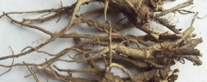 柴胡一亩地产量多少斤 柴胡一亩地能产多少斤