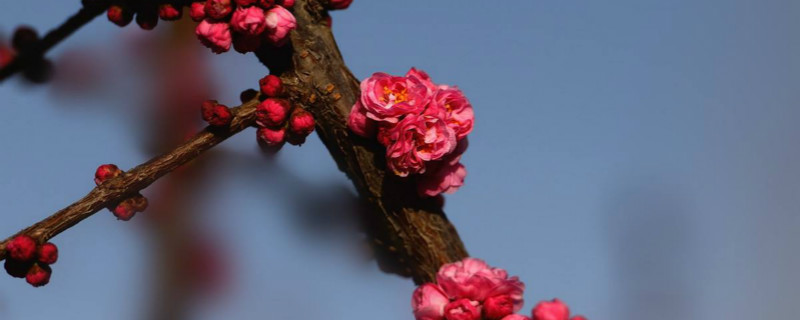 干枝梅种植栽培技术 干枝梅怎么栽培