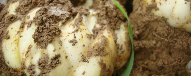 食用百合的种植技术（食用百合的种植技术和病虫防治）