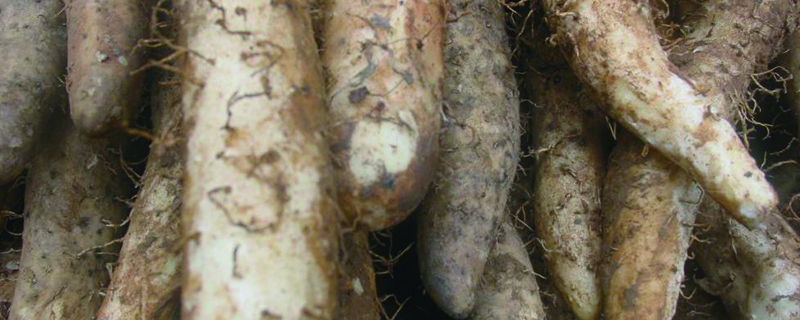 浅生槽山药栽培技术（山药浅生槽种植技术）