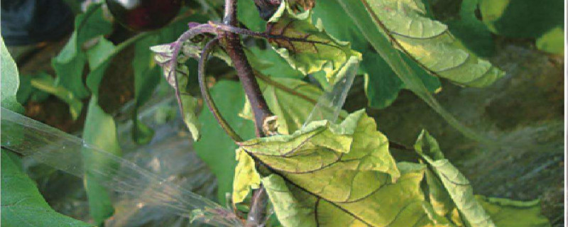 茄子枯萎病防治 茄子枯萎病防治技术