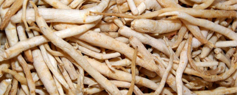 沙参种植技术及亩收益（南沙参种植技术及亩收益）