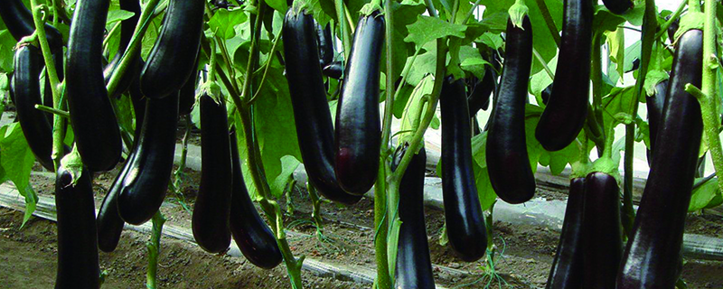 茄子的株距和行距（茄子的株距和行距各是多少）