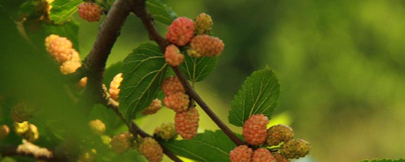 桑葚苗哪里买（桑葚树苗哪里有售）