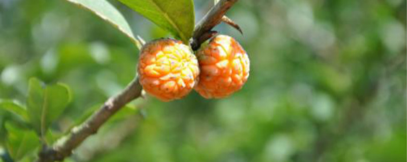 荔枝蝽象药用价值（荔枝蝽象防治）