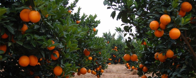 脐橙一般打几次农药 脐橙一般打几次农药啊