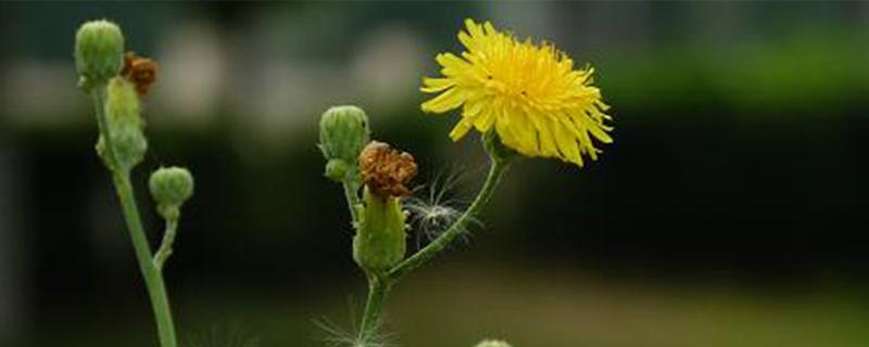 蒲公英一亩地产多少斤 蒲公英一亩地产多少斤种子