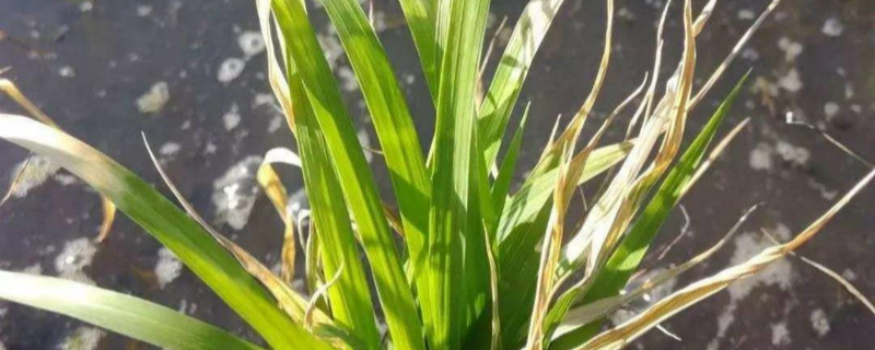 西草净的功效与作用 西草净的成分