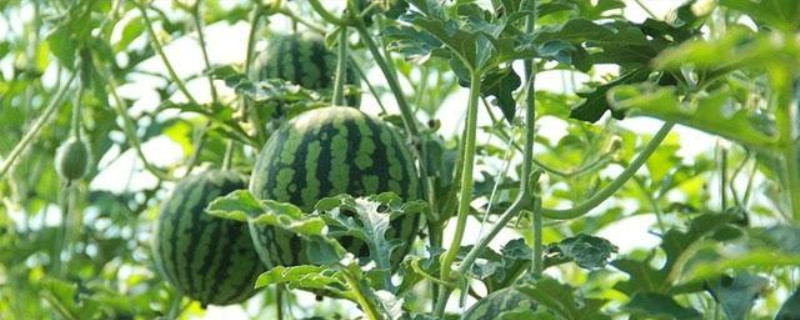 西瓜黄叶病的防治方法 西瓜黄叶病图片