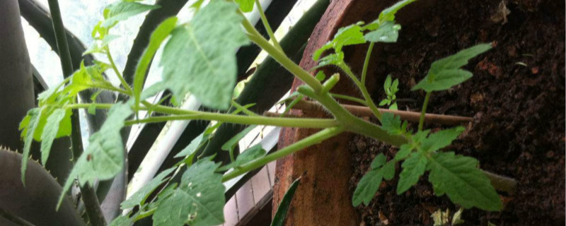 西红柿苗多大移栽 西红柿苗什么时候移栽,如何移栽