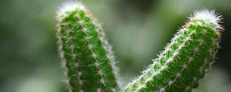 仙人掌的种植方法和注意事项 关于仙人掌的种植方法和注意事项