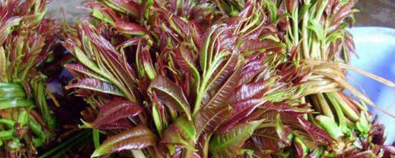 香椿露天矮化密植产量 香椿露地矮化密植技术