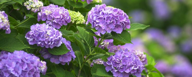 万华镜绣球养殖方法（万华镜绣球怎么把枝条养壮）