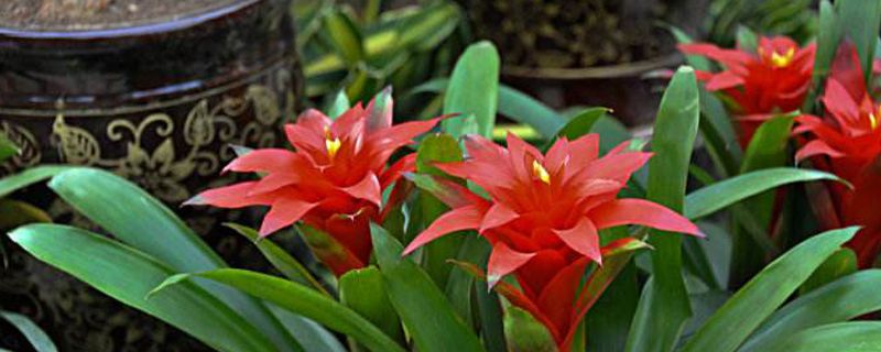 水塔花枯萎了能剪吗（水塔花枯萎了需要剪掉枯叶吗）