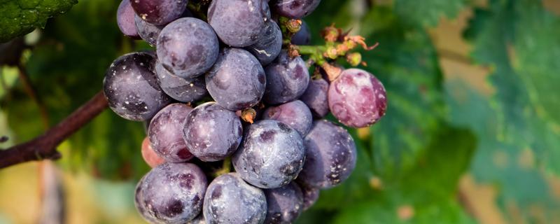 葡萄的种植技术（晚红葡萄的种植技术）