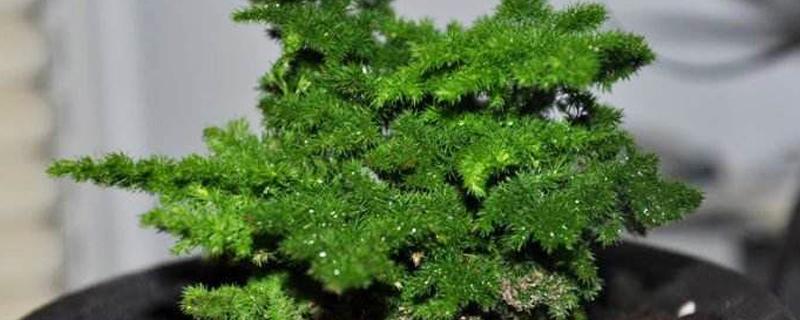 云竹的养殖方法和注意事项有哪些（云竹的养殖方法和注意事项有哪些冬天云竹温度）