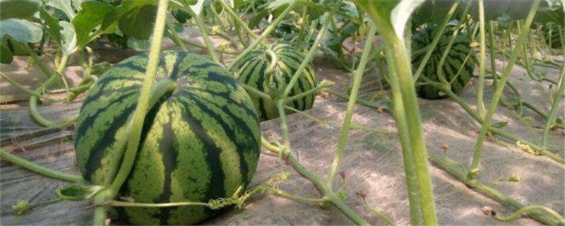 西瓜病虫害症状及防治（西瓜病虫害症状及图片）