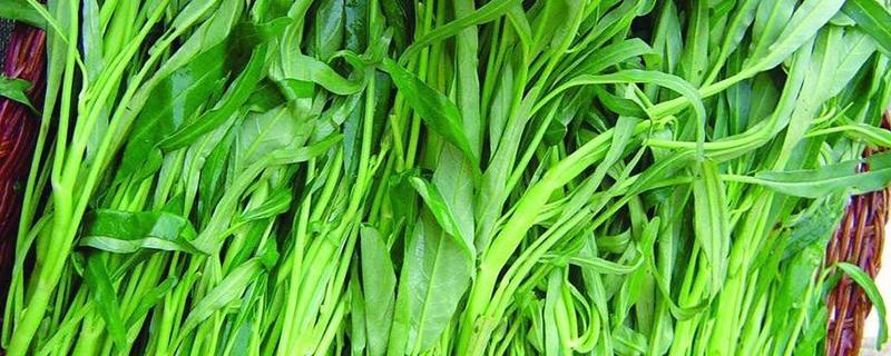 空心菜种植方法 空心菜种植方法和技术