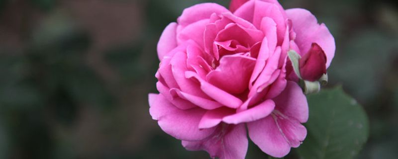 盆栽月季花的养殖方法和注意事项（盆栽月季花的养殖方法和注意事项大全）