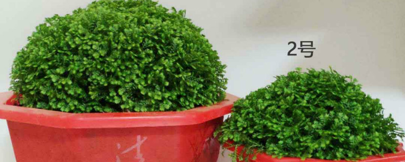 幸福草的养殖方法和注意事项 幸福草的养殖方法和注意事项视频