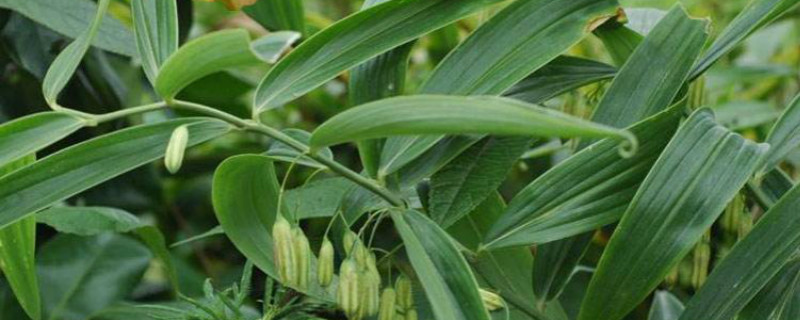 黄精的生长习性黄精种植技术（黄精种植条件及技术要点）