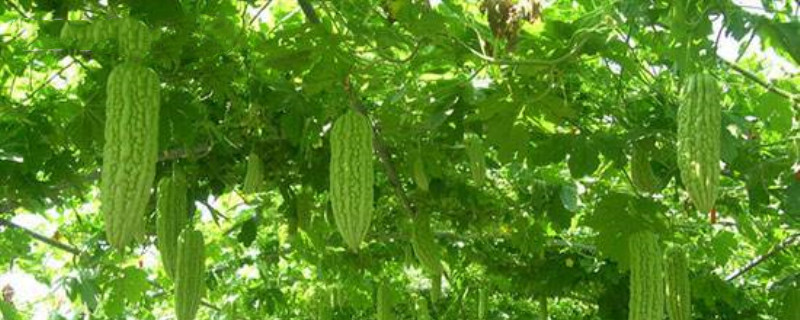 苦瓜育苗方法和时间 苦瓜育苗种植时间及技术要点