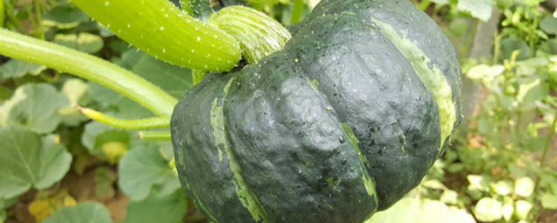 贝贝南瓜种植时间 贝贝什么时候种植