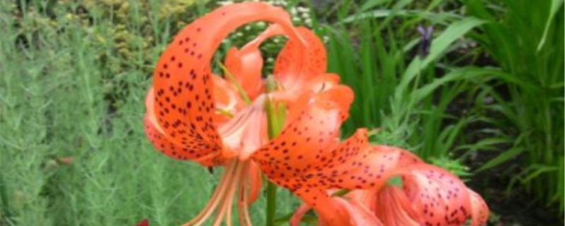 食用百合种植详细方法 食用百合的种植方法