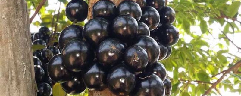 四季嘉宝果几年结果（四季早生嘉宝果几年结果）