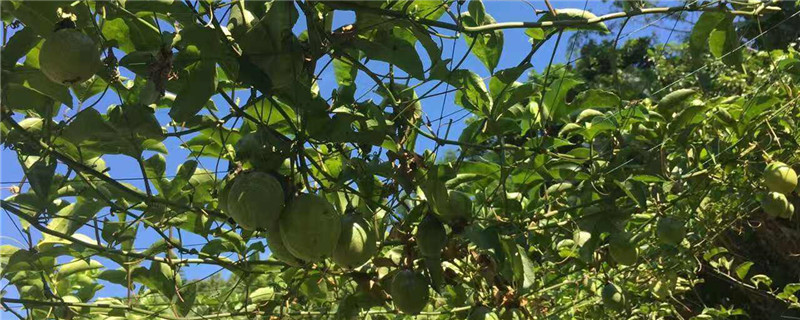 百香果种植与管理技术（百香果栽培技术与管理）