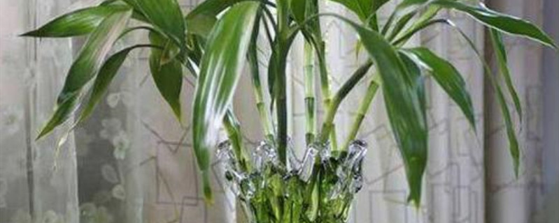 水培竹子的养殖方法和注意事项 水培水竹的养殖方法和注意事项