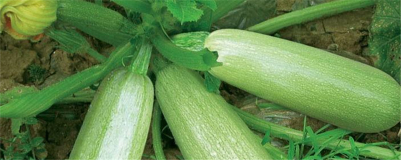 西葫芦种植行距和株距（西葫芦种植行距和株距图）