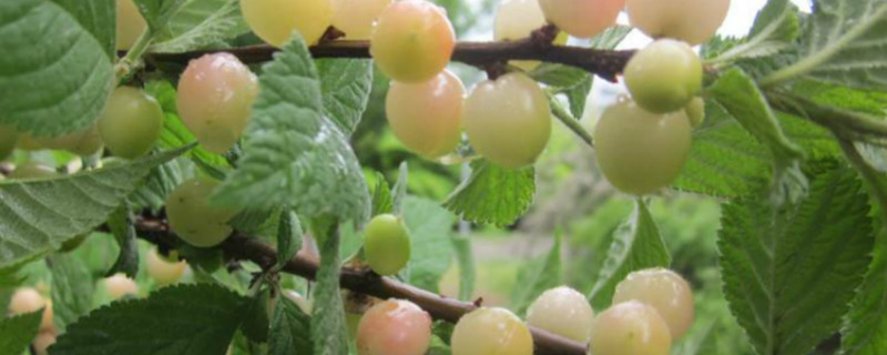 白玉樱桃苗哪里有 珍珠白玉樱桃树苗圃