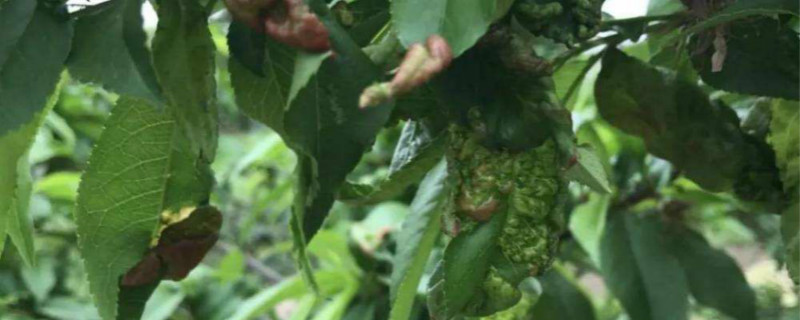 桃树缩叶病主要农药 桃树缩叶病及其防治措施