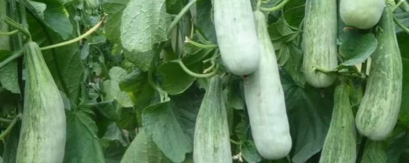 露天羊角脆的种植技术（羊角瓜露天种植技术）