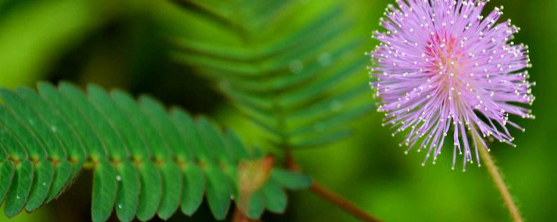 含羞草怎么浇水 含羞草怎么浇水的