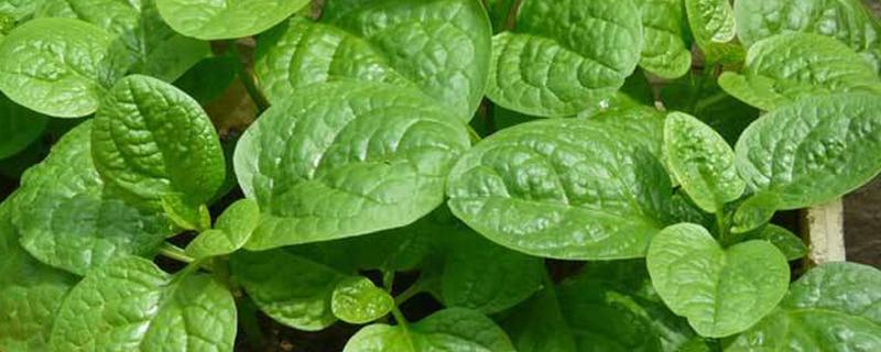 木耳菜如何过冬 木耳菜如何过冬食用