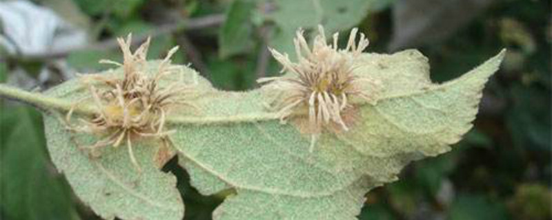 苹果锈病的防治方法(苹果锈病如何防治)