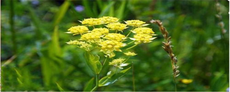 柴胡苗后用什么除草剂 柴胡苗后用什么除草剂最好