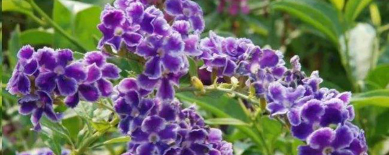 巧克力花的养殖方法（巧克力花的养殖方法视频）