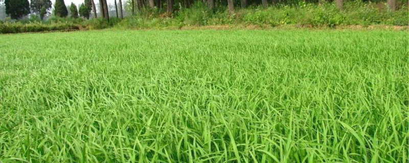 农药打了多久下雨有效（水稻农药打了多久下雨有效）