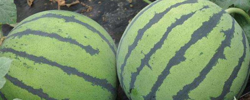 西瓜喷醋有什么作用 甜瓜喷醋有什么作用