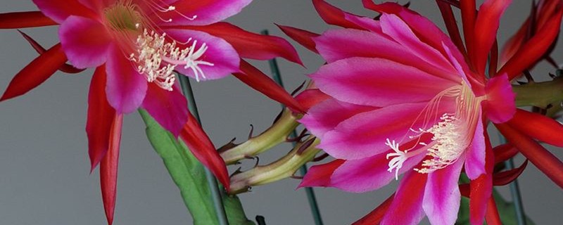 令箭荷花的养殖方法（令箭荷花的养殖方法和注意事项）