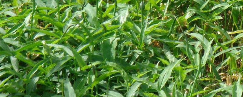 半夏施肥规律（半夏的施肥管理）