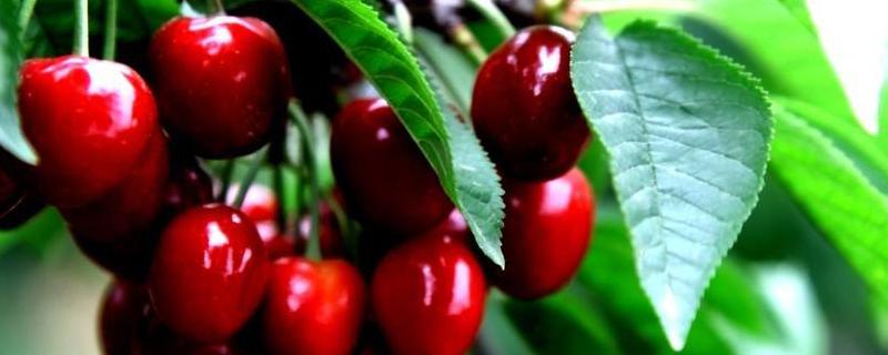 南方可种植的樱桃品种有哪些（樱桃在南方种什么品种最好?）