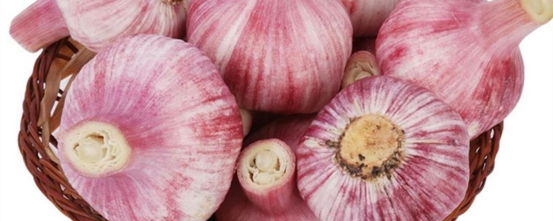 大青棵蒜的介绍 大青叶蒜种