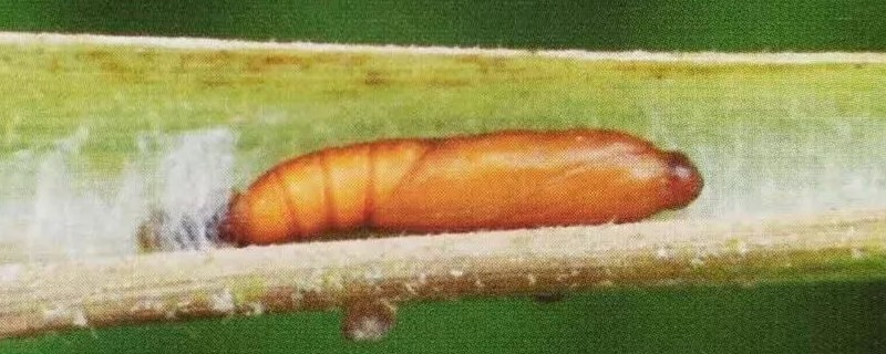 二化螟的防治时间 水稻二化螟的防治时间