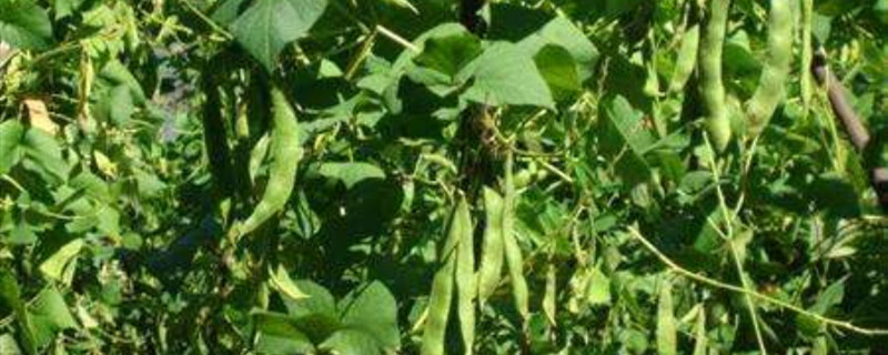 秋芸豆的种植时间和方法（大棚秋芸豆的种植方法和时间）