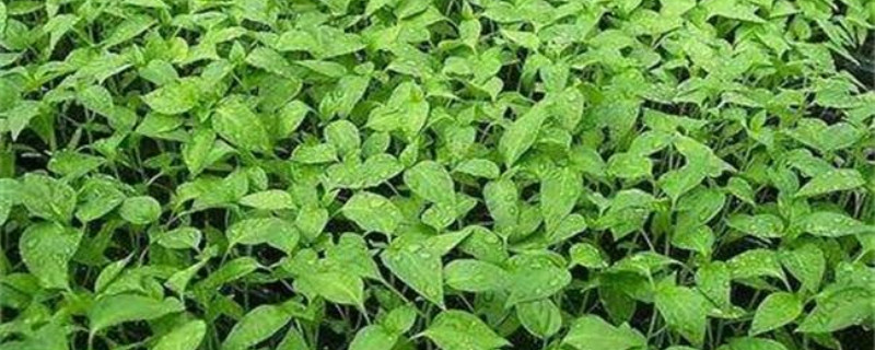 辣椒落花落果的原因（辣椒落花什么原因）